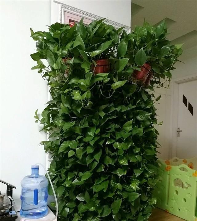  [导致]绿萝出现黄叶一定有这5个原因,最后一种黄叶别担心,是正常现象