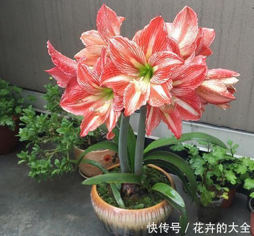 大妈|大姐买了个“种球”,邻居大妈看了就笑话,后来开出美翻天的花