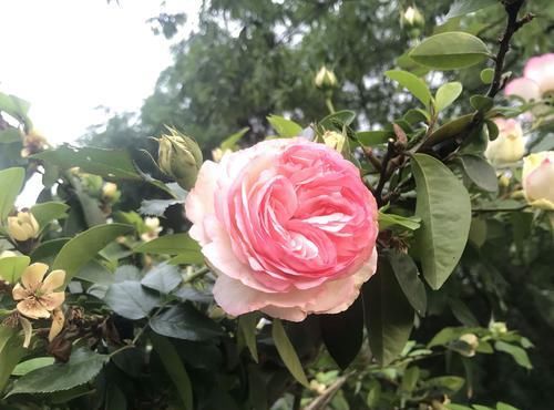 『开花真』谁说月光族就不配养花?这20种月季花月薪3000也能养