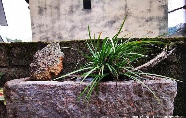 「植物」兰花、菖蒲、麦冬,三种最容易混淆的植物,知道这些就不会买错