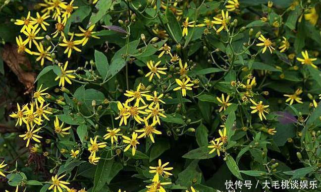 这种野草在农村很常见，耐旱耐湿适应性强，全株可入药价值高