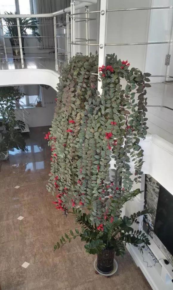 「喜欢的吊兰」2种吊兰花,春天剪根枝,插土里2周成活,疯长爆芽控制不住!
