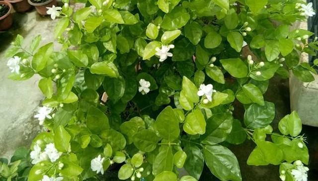  【开花数量】茉莉花开花少，只需一片柠檬，给它来杯“柠檬水”，白花呼呼开