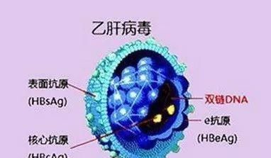 遗传物质■新冠病毒智商140？核酸检测无用？辟谣“从业20年”的群聊天