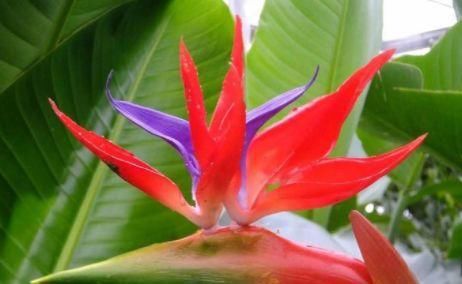  「花卉」这几款花卉，养在家中幽香四溢，花色鲜艳花期长，迎风飘香