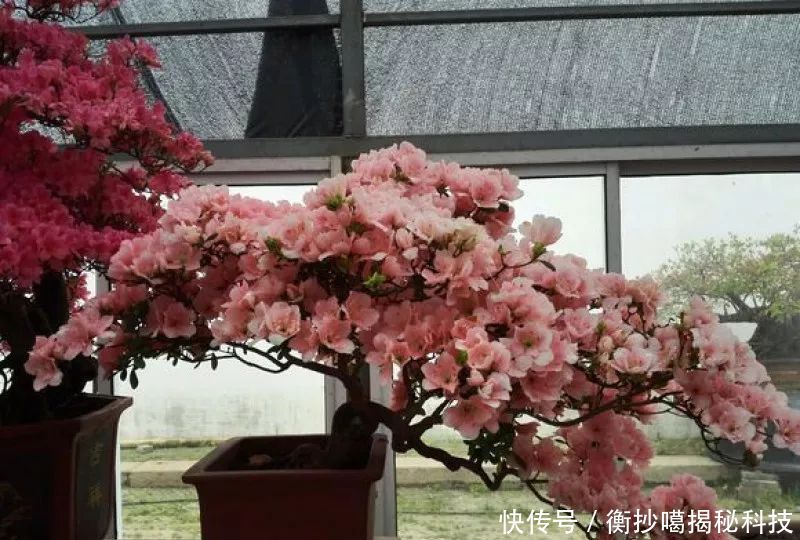  小妙■养花小妙招，花开爆满盆