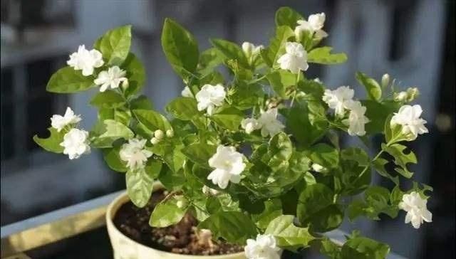  机器：4种“开花机器”，耐热又耐晒，阳台养一盆，满屋飘“花香