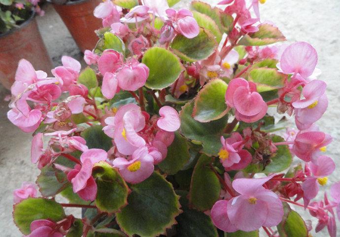  「长春花」4种花，花色美，一开就是一整年，养一盆太值了！