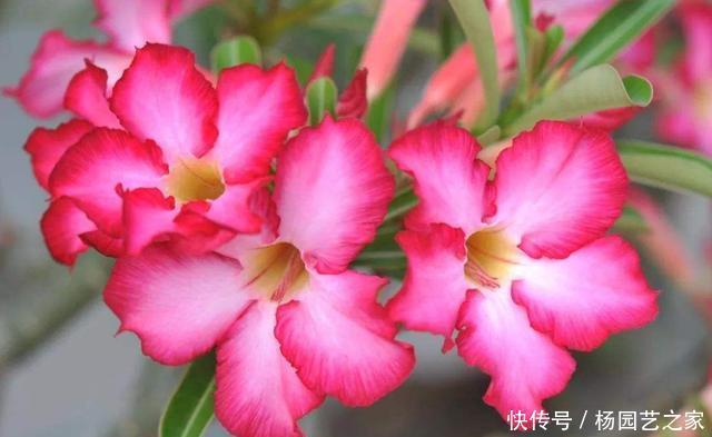  『养花』养花就养此3种，养护简单不操心，开花爆盆很容易，非常适合新手