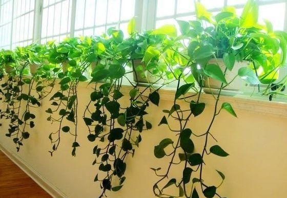  『种花』这3种花，家里养一盆，空气清新，身体健康！