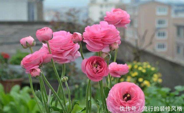  「种花」这3种花夏天养不得，温度一高就热死，很难过夏