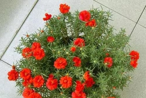  『种植物』这“7种花”，开花艳丽还好养，放着不管都能活，超级容易！