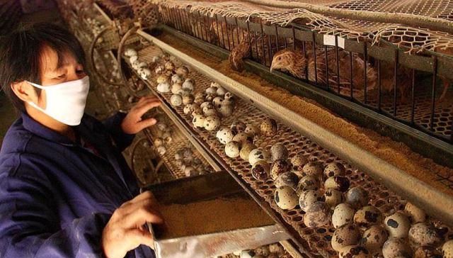  「鹌鹑」农村养殖鹌鹑，以前不赚钱，这位80后养殖后变废为宝赚