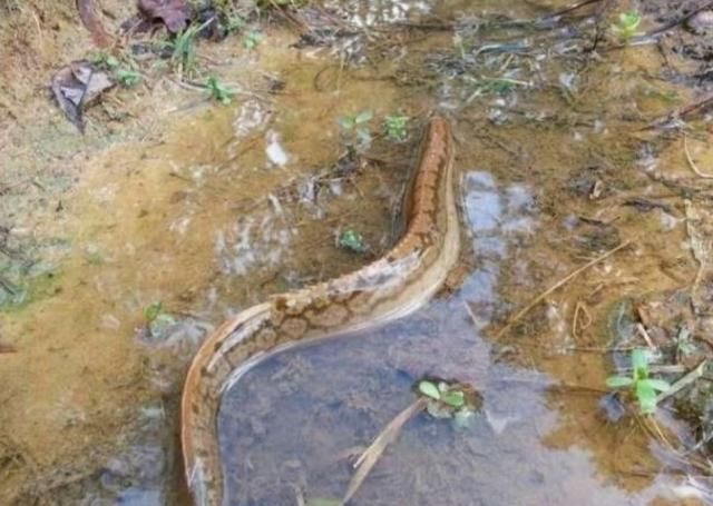  水质：70元一斤的刀鳅鱼，价格如此高，为什么很少人养殖呢