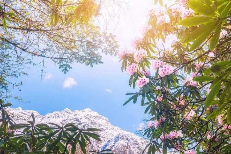 不输九寨的四季皆景,川藏线茶马古道的起点!【在线观看】