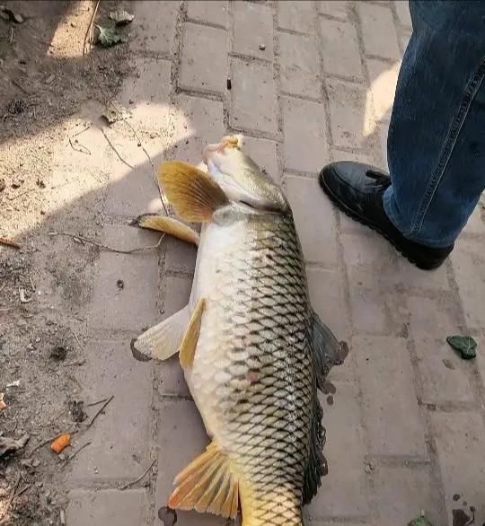  【水库钓鲤鱼】水库孤岛钓鲤鱼怎么样？