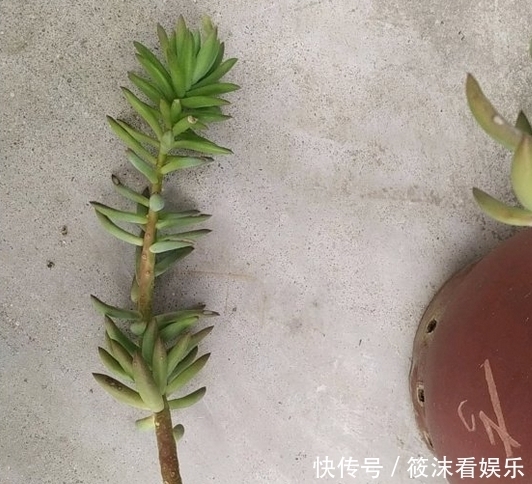 「以用来扦插」养了5年的千佛手,是该修整一下,剪下来枝条叶片可以扦插叶插