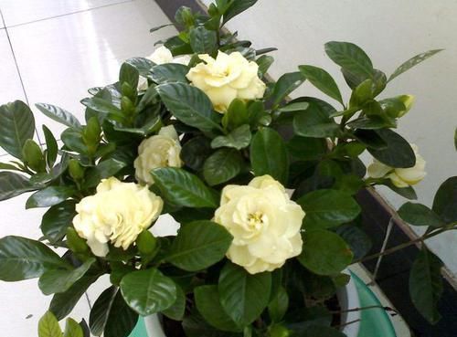  [买到]为什么栀子花长不大？小心，你可能买到了激素苗！