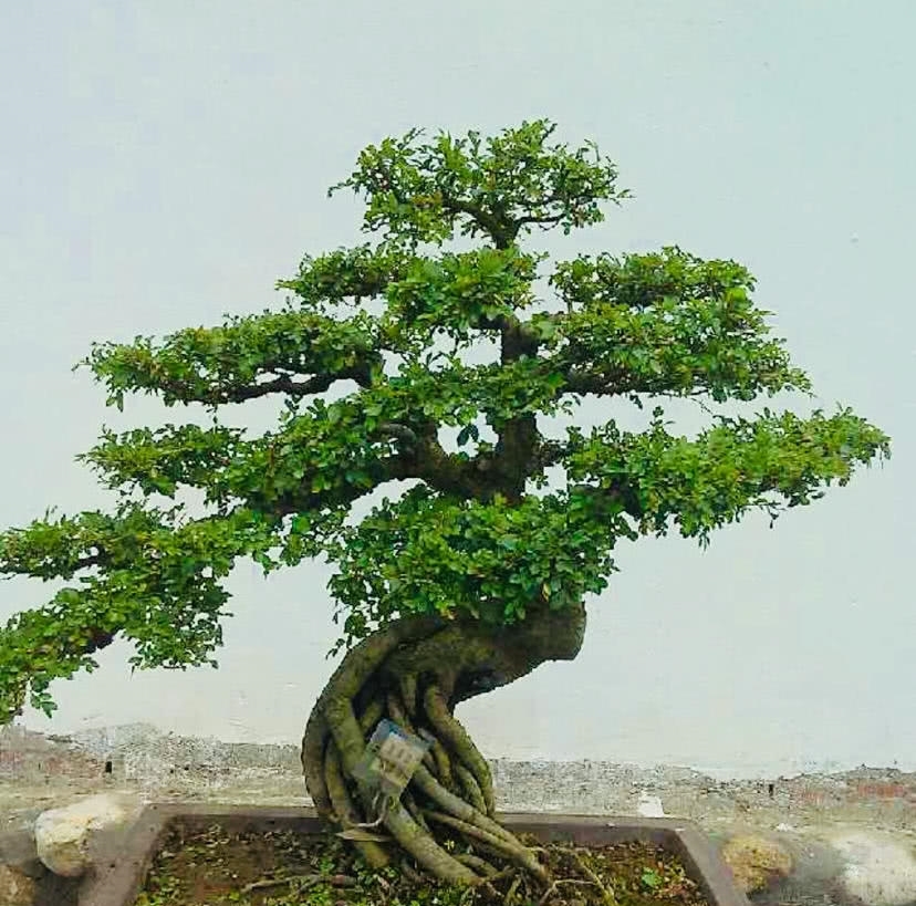 盆景欣赏：盆景塑造讲究师法自然 因势造型才能塑造佳景