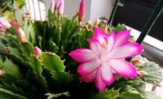  『养花』老花农养花不买花盆，就用泡沫箱，养啥都旺盛！