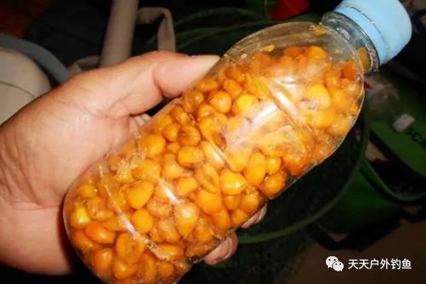 【玉米饵料】春季野钓自制佳饵,小鱼不沾,专钓大鱼,效果杠杠滴!