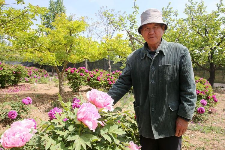  『欣赏牡丹花』71岁农民耗时40年家门口建牡丹园，1株镇园之宝10万不卖，啥样子