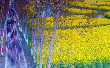 中国这些地方即将花开成海！错过又再等一年！诗情画意值得记忆！
