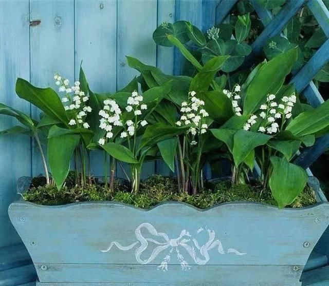  『天使』喜欢白色？这五种“洁白花”不可错过，美如雪中天使