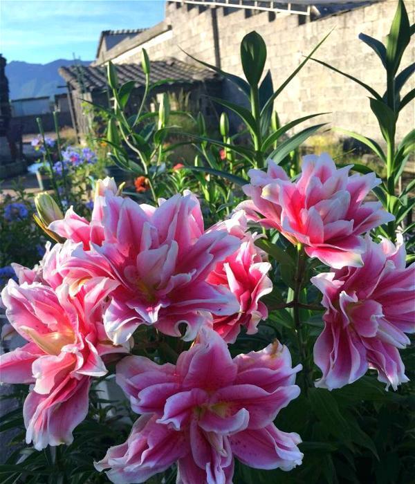  「老远」小姐姐在院里养了1种花，开花超漂亮，老远就闻到香，太赞