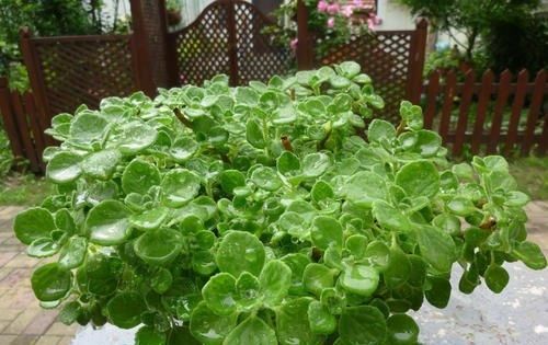  「养碰碰」害怕夏天蚊虫多，现在开始养“驱蚊花”，碰一碰叶子就散发香气