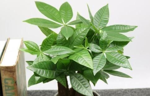  #消毒#夏季种植发财树，放置在客厅？选择“剃光头”，更有利于后续发展