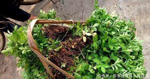 它曾是穷苦人的救命野菜,老农民才认识,如今9元一斤成稀罕货！