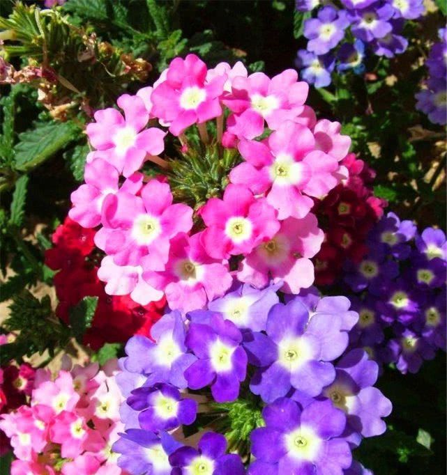  『花卉植物』立夏阶段“花怕热”，种上8种“耐夏花”，都比太阳花美、还好养