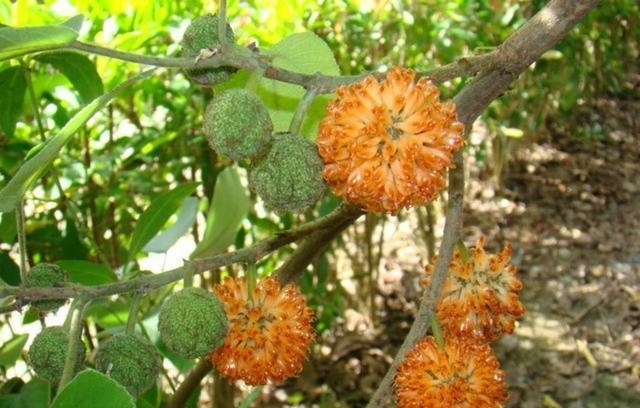 农村一树上长着毛茸茸的果实，被称为肾宝，摇身一变成为发财树