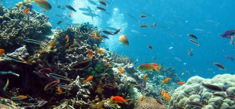 无法在海水中存活，那么当黄河流入大海后，河中的鱼都去哪里了？