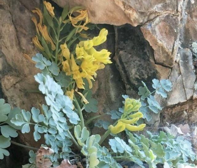  「干旱」长在石头缝里的“野草”，闻着有“臭味”，1斤卖“90元