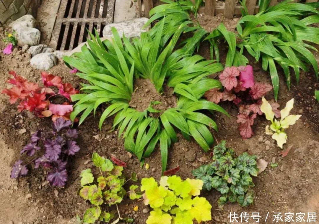 『矾根』4种花就要多晒,太阳下面会变色,叶子比花还好看!