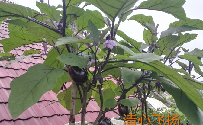  『楼顶』别人养花，她却种一楼顶菜，多得吃不完都送邻居了！