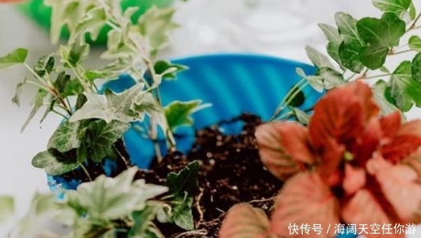『养花』养花人的五大通病,只要占了三条,就已经是个资深的花迷了