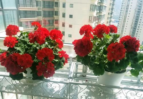  [玫瑰]“精品玫瑰”探索者，层层花开，唯美浪漫，可以说是养花必备！