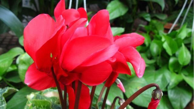  #错过#喜欢在家里养花，此款花一定不能错过，开花色艳颜色丰富，美极了