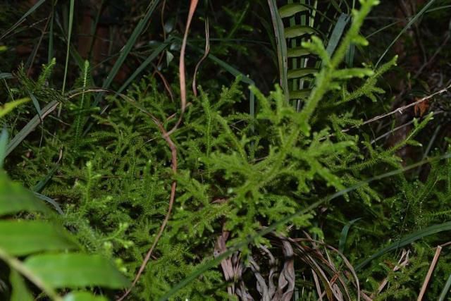  [人称]曾被农民当柴烧，但对风湿有奇效，人称舒筋草，15一斤成