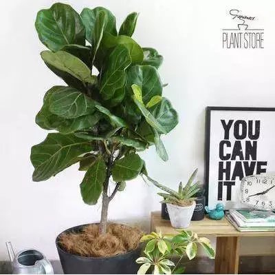  #漂亮#推荐6种漂亮的室内盆栽植物，瞬间提升家居品质！