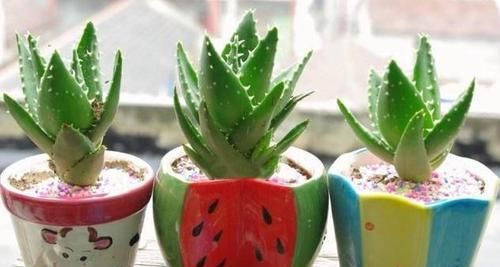 『家里』“4种植物”防辐射能力强,家里养一盆,对家人“视力好”,真值