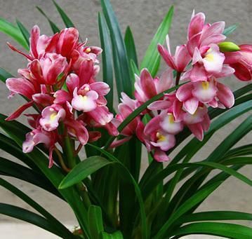  养兰■此兰花，香气最浓郁，花量极多，花色鲜艳夺目，爱好养兰的首选
