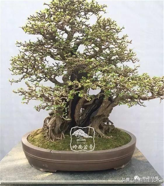 「作品」有年功的盆景，品相好，价值高！
