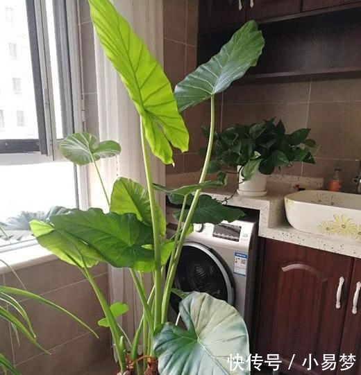  「虎刺梅」这5种花，不要钱也不能养，全都有毒，养了后悔都来不及