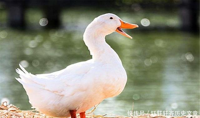  老农@农村俗语“鸡是千日虫，再养就会穷”，啥意思老农为何如此