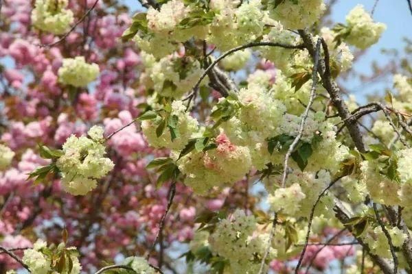  「上海植物园」碎花裙上的“花花世界”，到底有哪些花？