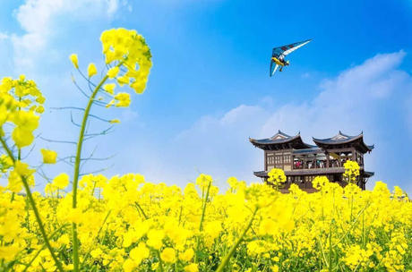 中国这些地方即将花开成海！错过又再等一年！诗情画意值得记忆！